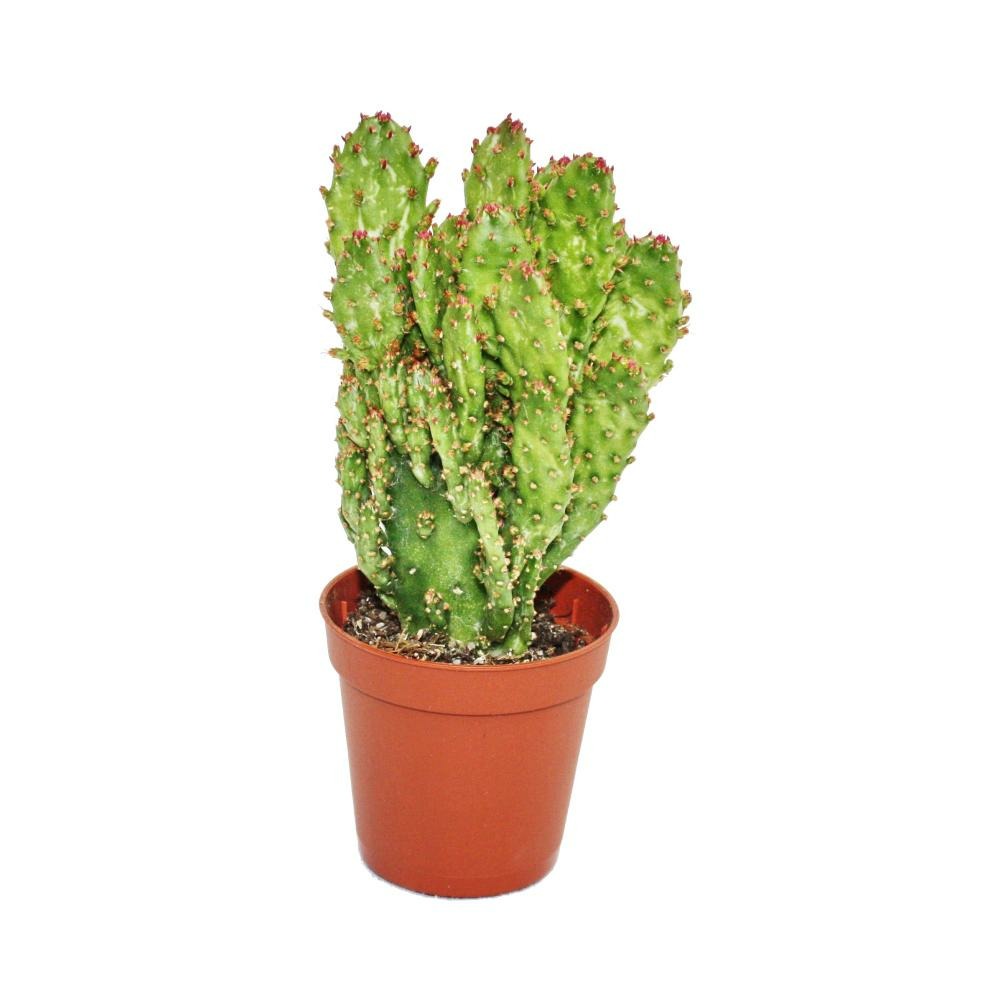 Opuntia monacantha variegata - plante de taille moyenne en 8,5cm top