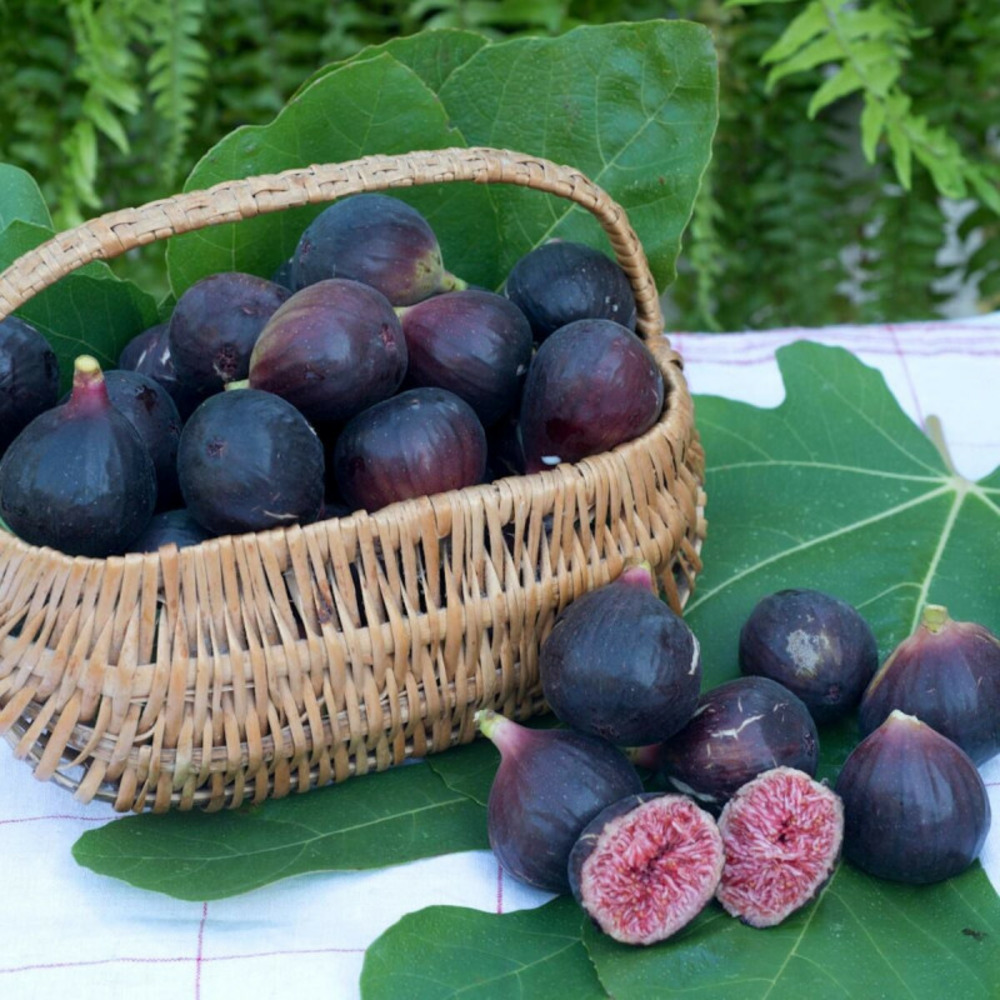 Figuier nain figality®, ficus carica pot de 5l - 40/80 cm