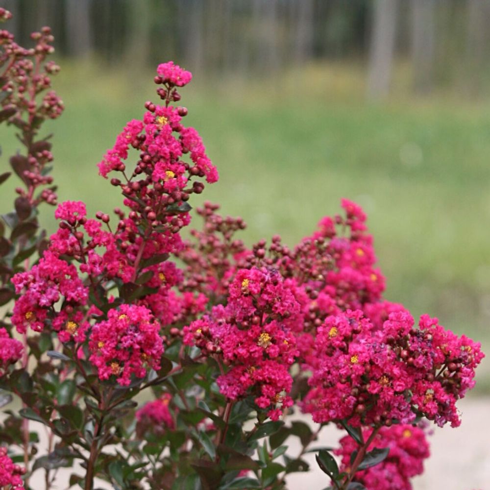 Lilas des indes fuchsia d'été® 'indyfus', lagerstroemia pot de 7,5l - 60/80 cm