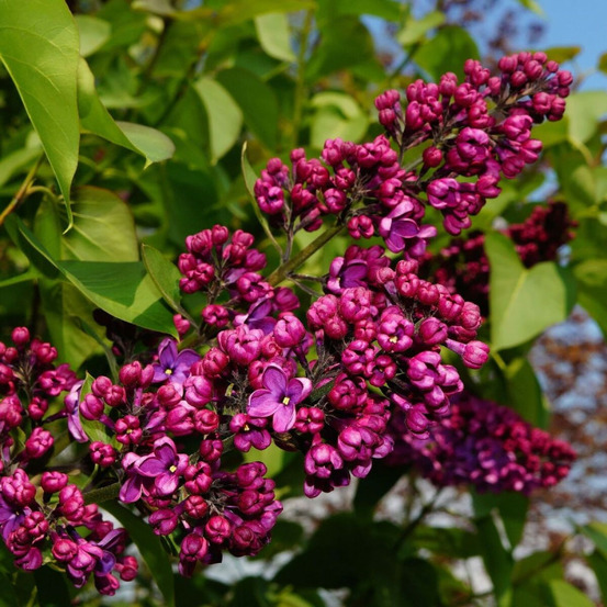 Lilas commun charles joly, syringa pot de 4l - 60/100 cm