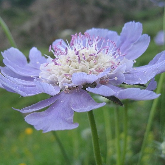 6 x scabieuse caucasienne - scabiosa caucasica 'perfecta' - godet 9cm x 9cm