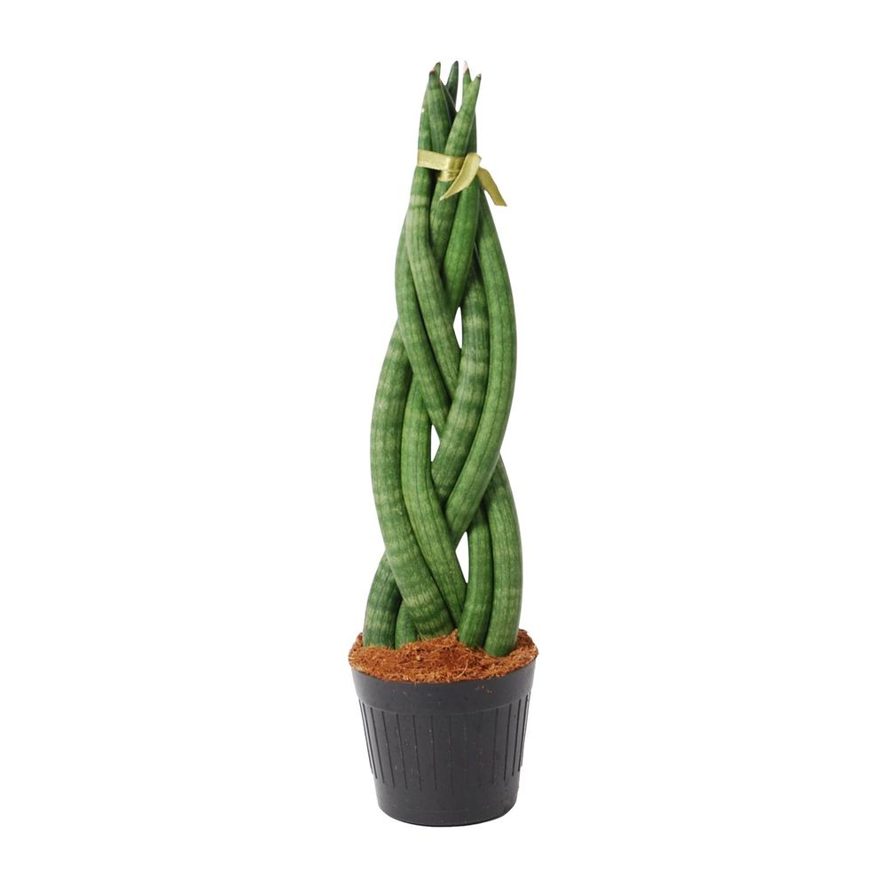 Sansevieria - plantes d'intérieur