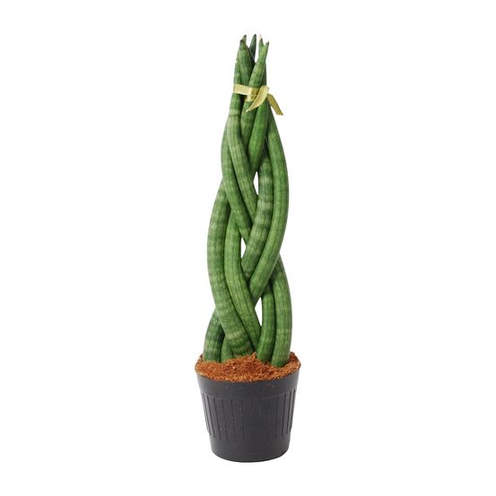 Sansevieria - plantes d'intérieur