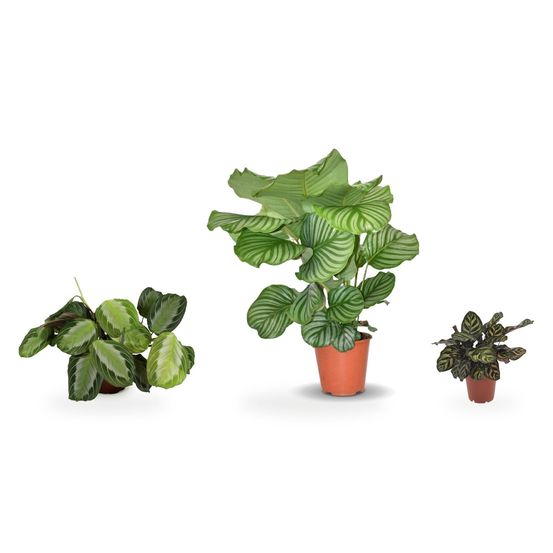 Trio calathea collector — calathea orbifolia, calathea makoyana & maranta fascinator silverband