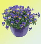 Viola sorbet bleu cobalt/jaune - lot de 3 godets