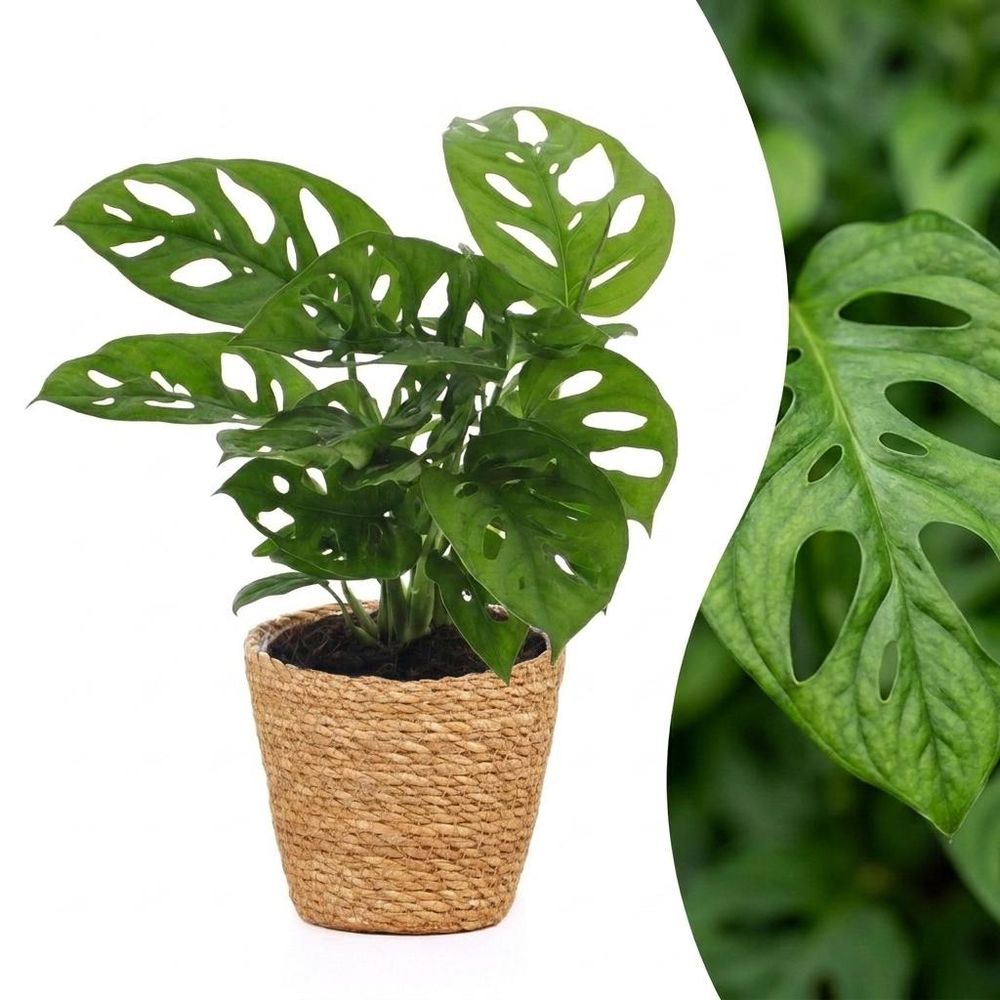 Monstera adansonii - avec panier - ø12cm - ↕25cm - plante d’intérieur