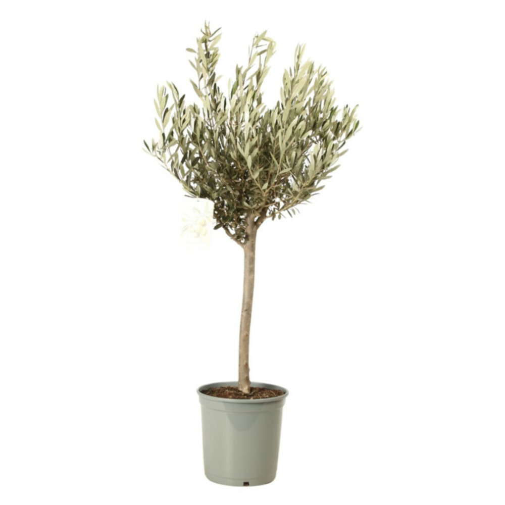 Olivier olea europaea 1/4 tige pot 25cm