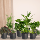 Plante d'intérieur - box de plantes x8 - plantes d'intérieur faciles d'entretien 40cm