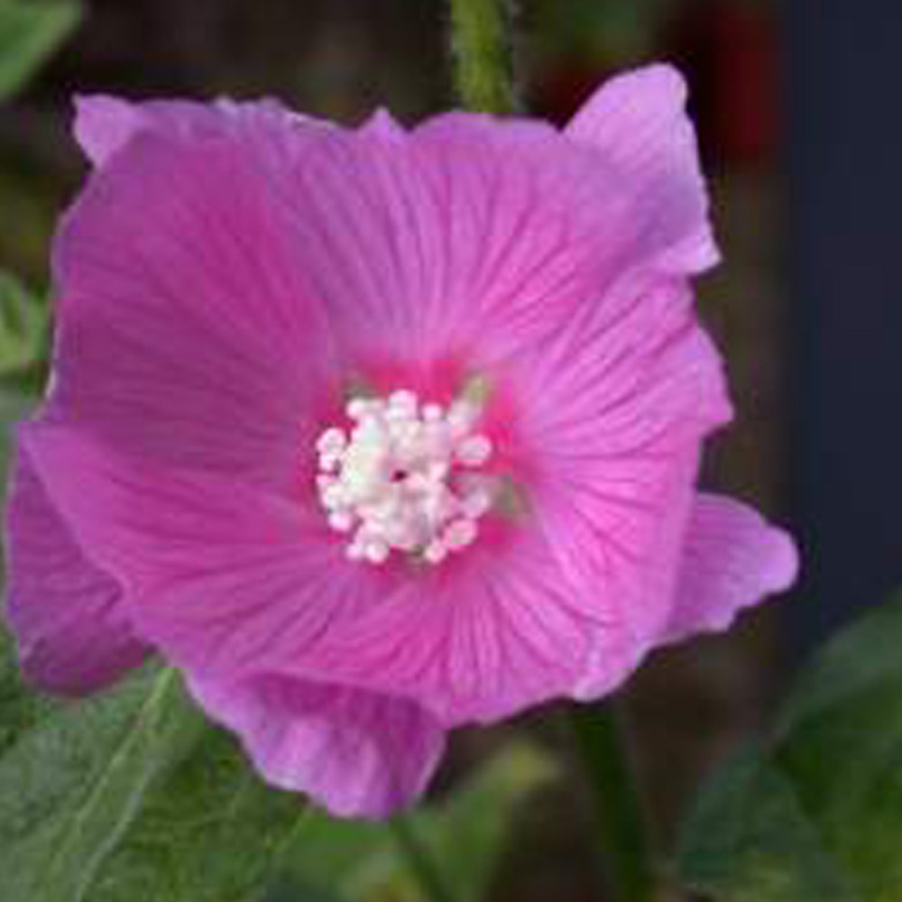 6 x lavatère 'candy floss' - lavatera 'candy floss' - godet 9cm x 9cm