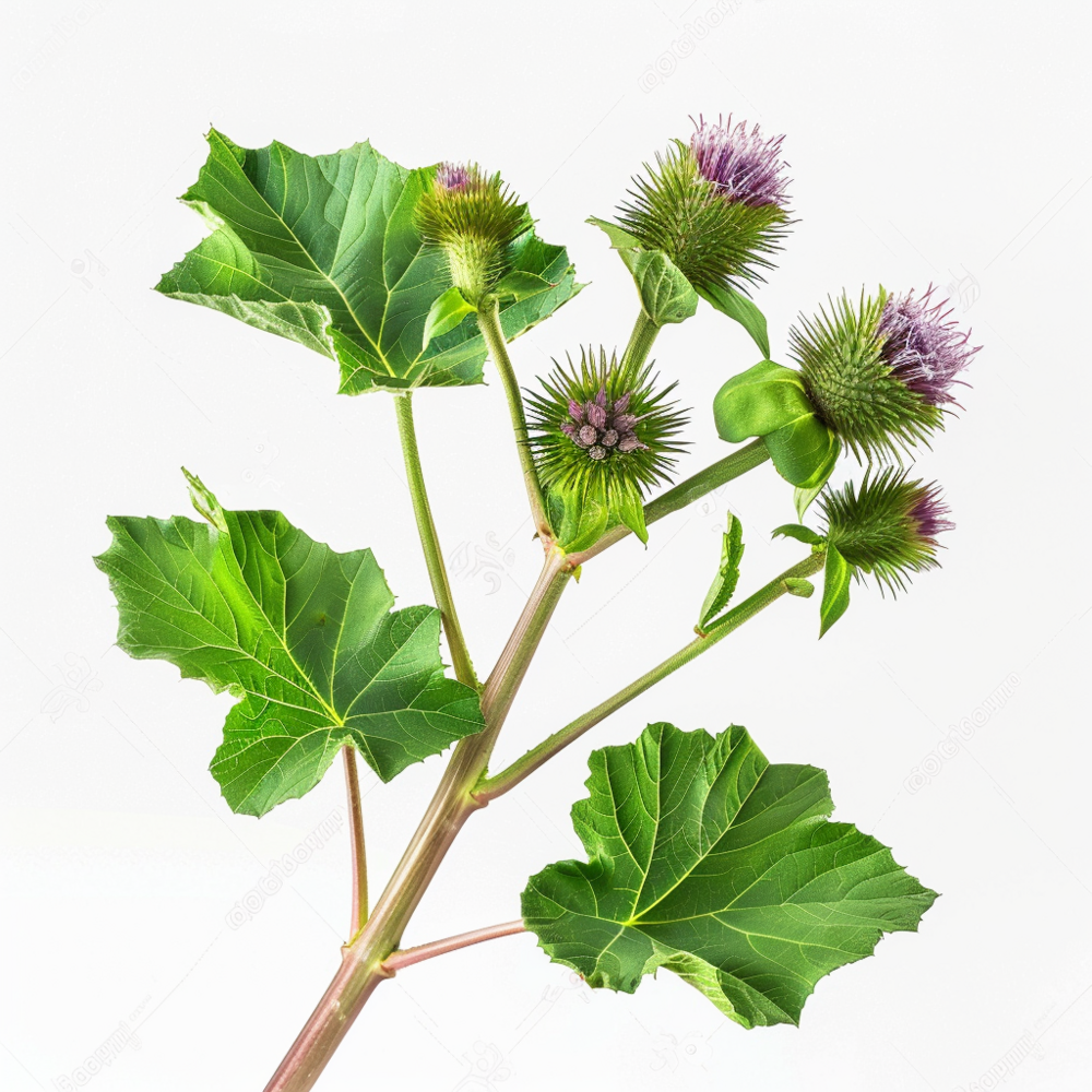 35 graines de grande bardane - semisauvage permaculture