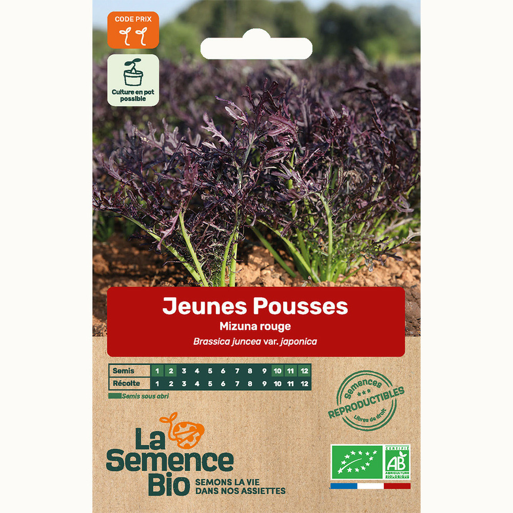 Jeunes pousses mizuna rouge - graines bio