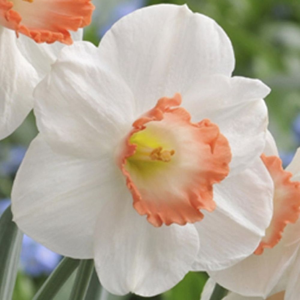 Narcisse 'pink pride' bulbe calibre 12+ (par 10)