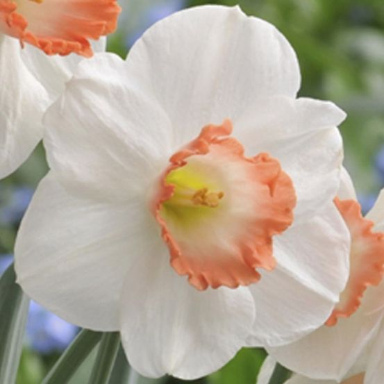 Narcisse 'pink pride' bulbe calibre 12+ (par 10)