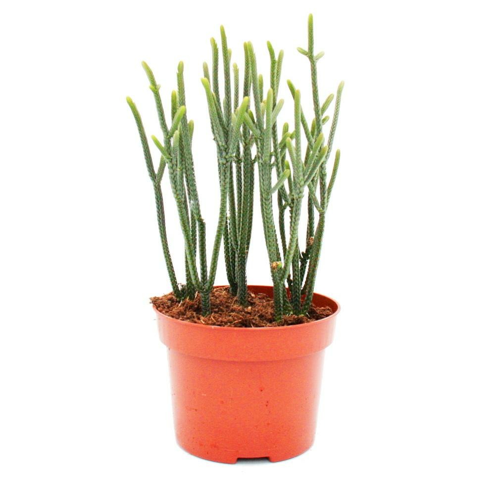 Plante succulente - crassula muscosa - harmony in green - pot 10cm