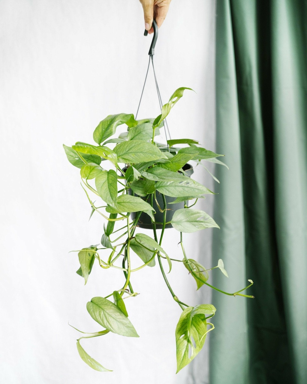 Epipremnum cebu blue 45cm - plante d'intérieur