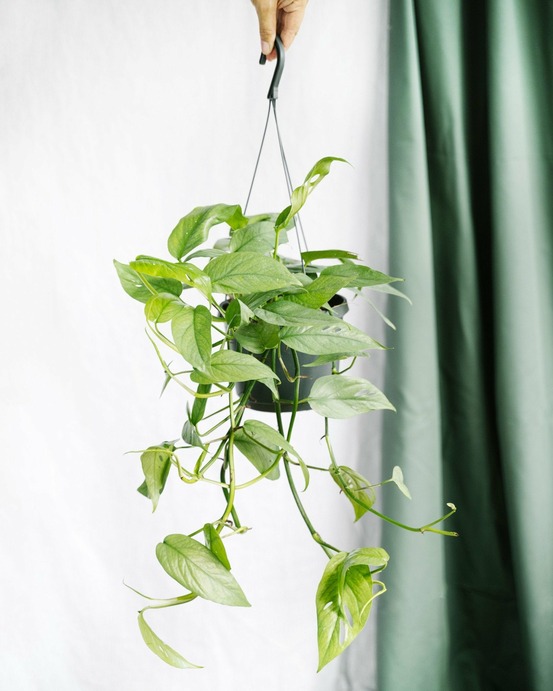 Epipremnum cebu blue 45cm - plante d'intérieur