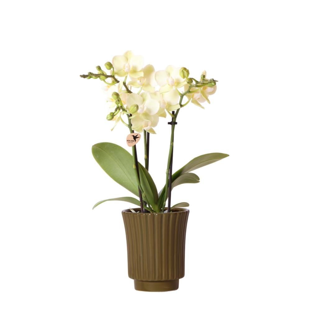 La Green Touch - Orchidée Orange Avec Cache-Pot - Plante D'Intérieur H35cm Pot 9cm