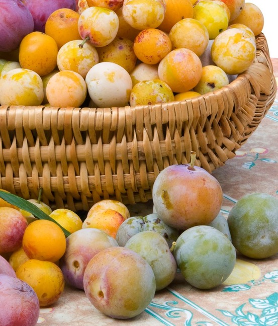 Prunier mirabelle de metz - le scion