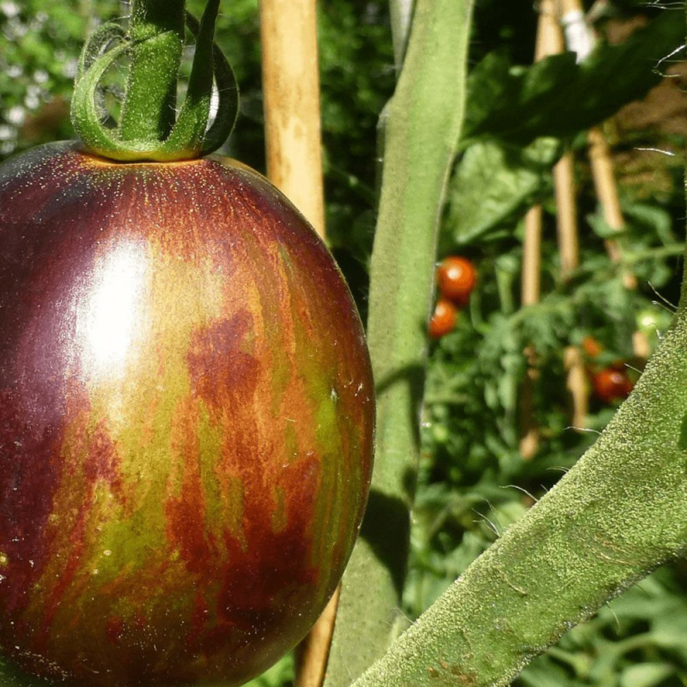 Plant de tomate indigo kumquat f1 type cerise godet
