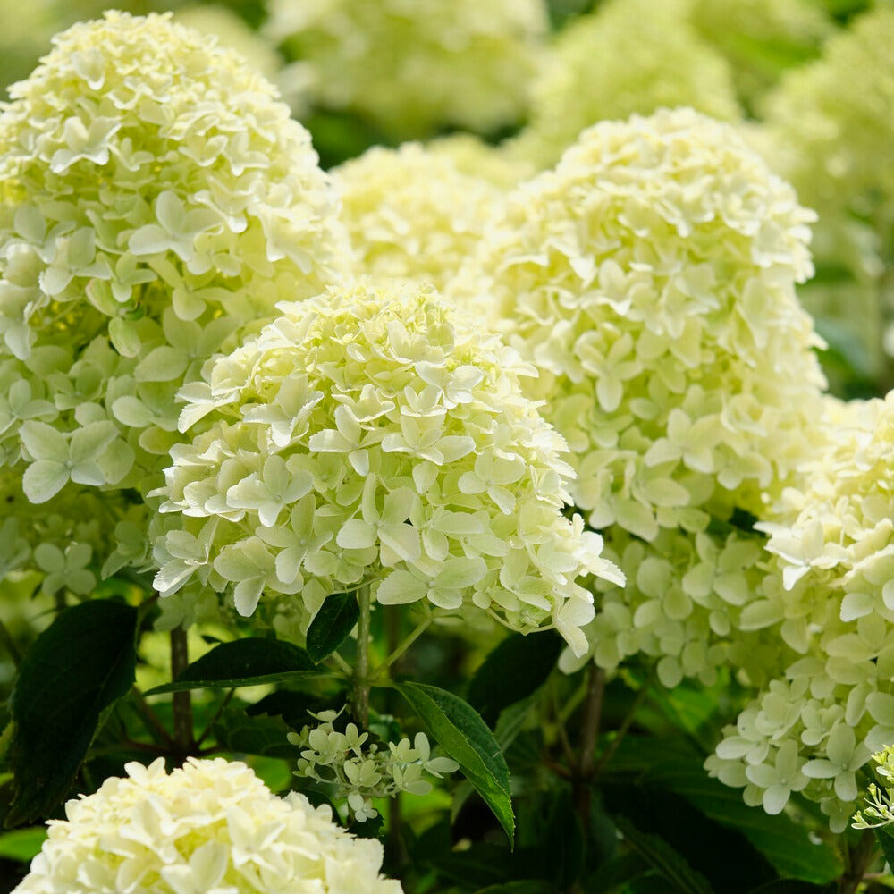 Hortensia paniculé whitelight - le pot / ø 12cm / hauteur livrée 15-20cm, vendu par lot de 2