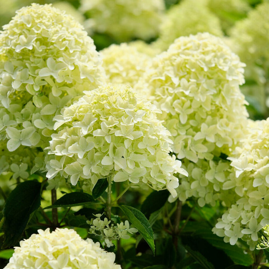 Hortensia paniculé whitelight - le pot / ø 12cm / hauteur livrée 15-20cm, vendu par lot de 2