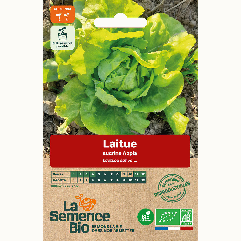 Laitue sucrine appia - graines bio