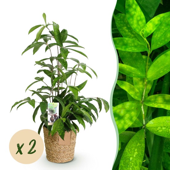 Dracaena surculosa – lot de 2 – pot 17 cm – hauteur 60-70 cm
