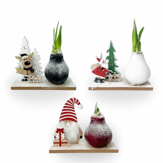 Amaryllis - lot de 3 - hippeastrum 'pays des merveilles mix'