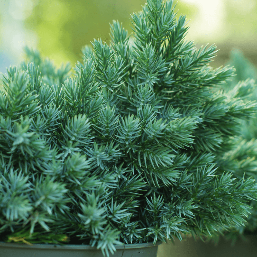 Genévrier des sables schlager - juniperus conferta schlager 30/40cm pot 8l