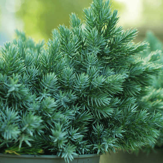 Genévrier des sables schlager - juniperus conferta schlager 30/40cm pot 8l