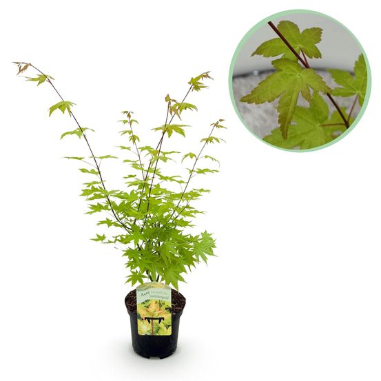 Érable japonais - acer palmatum summergold - jaune - pot 19cm hauteur 70cm
