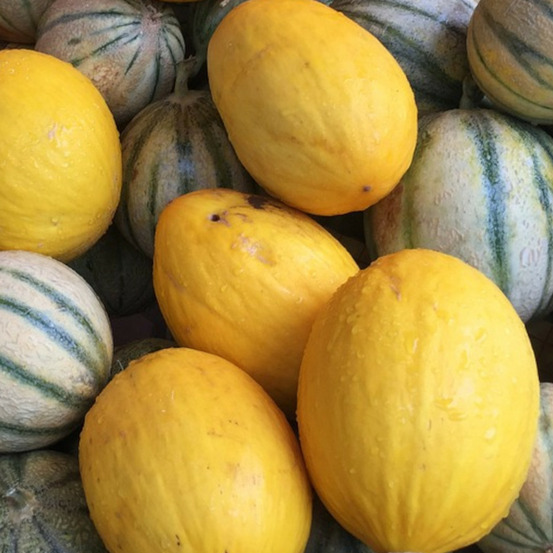 Graines de melon jaune canari 3 - vilmorin sachet