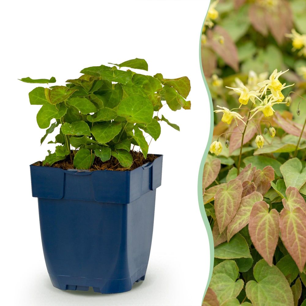 Epimedium frohnleiten - 12 plants - h 15-25 cm, pot ø11 cm