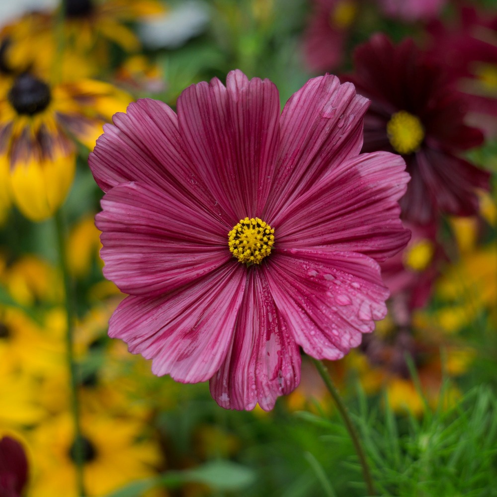 Cosmos rose - le pot / ø 10,5cm