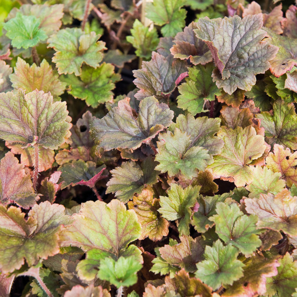 Tellime à grandes fleurs rubra - le pot / ø 9cm, vendu par lot de 4
