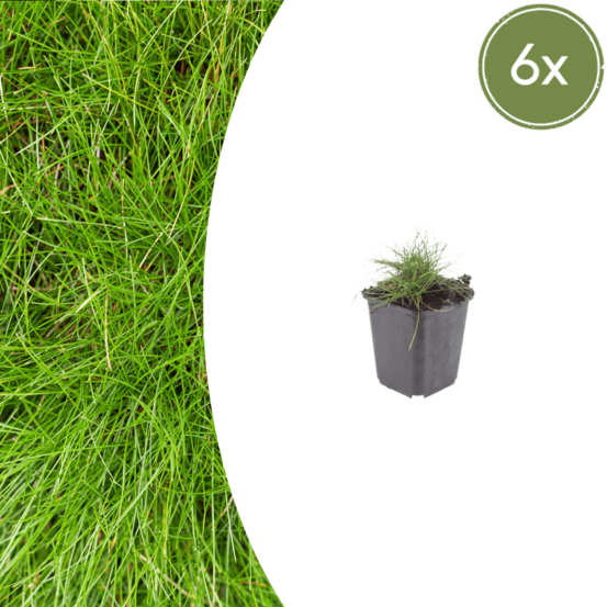 Fétuque de gautier (festuca gautieri) 'festuca gautieri' - 12