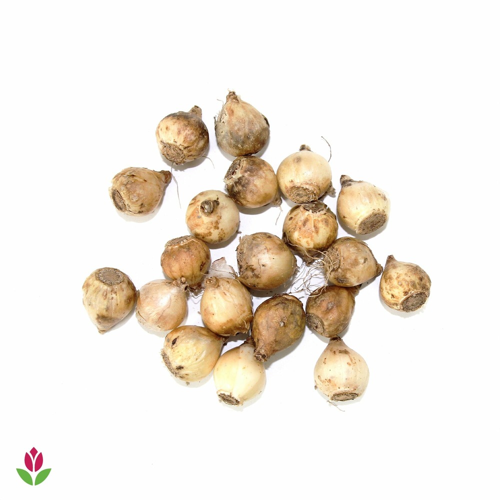 20 gloires des neiges luciliae alba - le sachet de 20 bulbes / circonférence 5-6cm