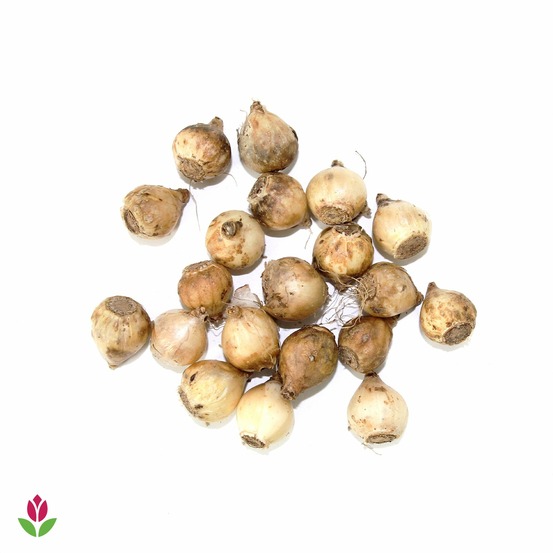 20 gloires des neiges luciliae alba - le sachet de 20 bulbes / circonférence 5-6cm