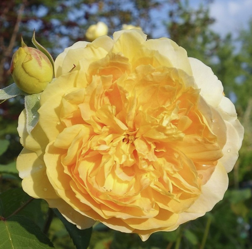 Rosier 'molineux' pot de 4l/5l