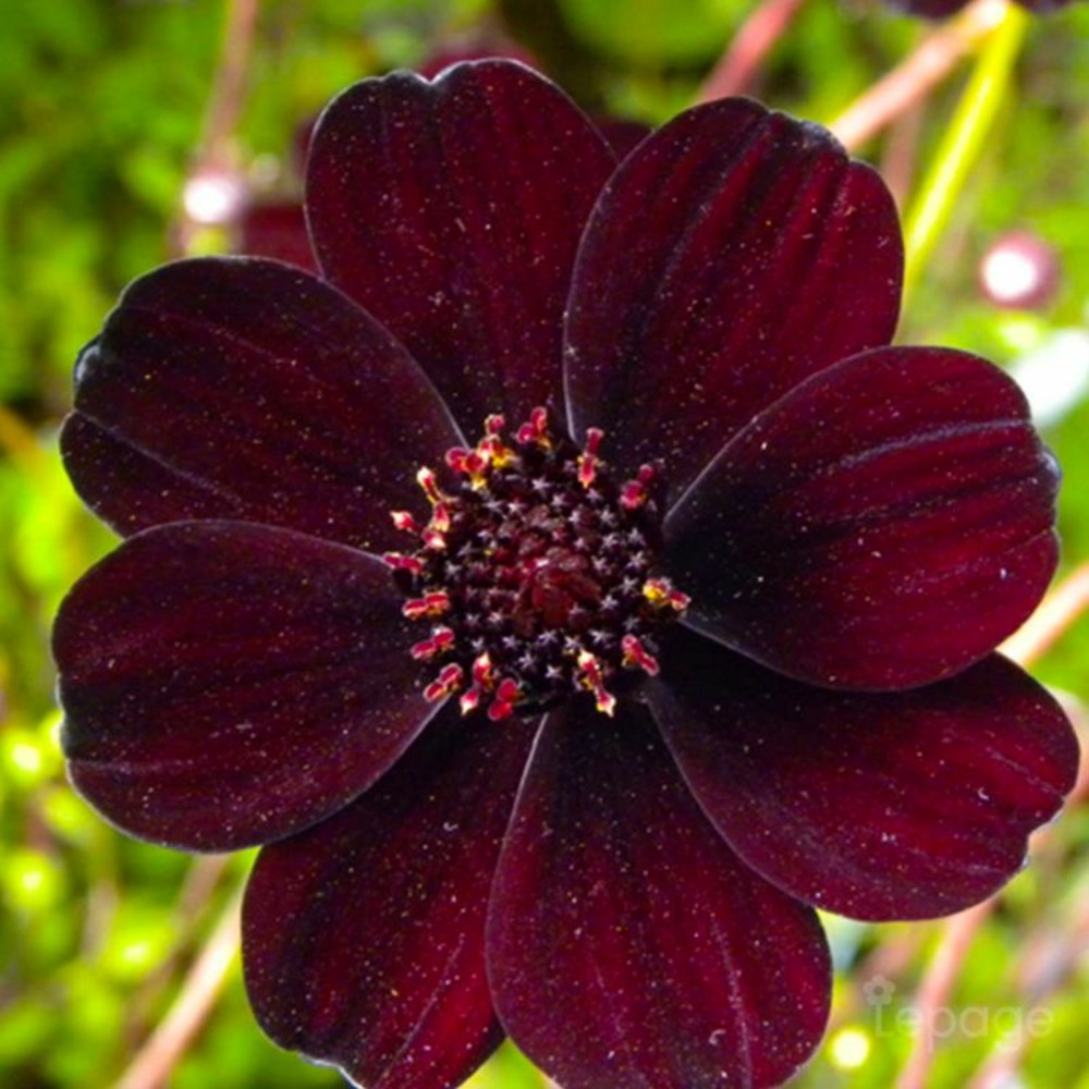 2 Cosmos Chocolat (Cosmos 'Atrosanguineus'…