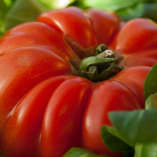 Graines de tomate buffalo steak - vilmorin sachet