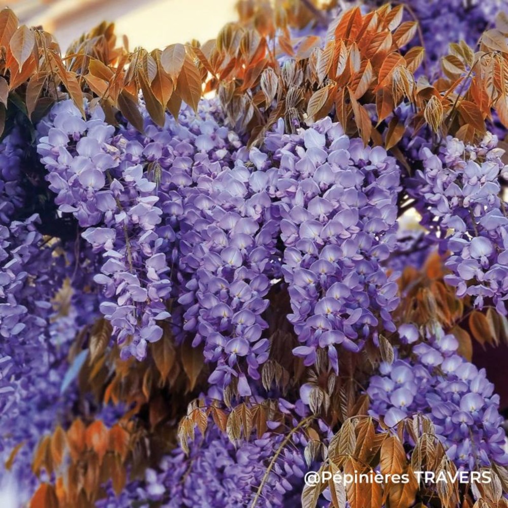 Glycine de chine blue line 'copper leo' (wisteria sinensis blue line ® 'copper leo')