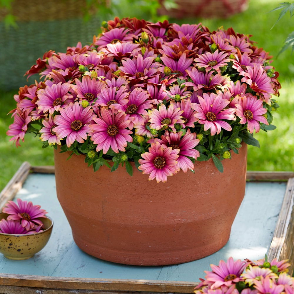 3 marguerites du cap bicolores (pourpre/blanc) - les 3 pots / ø 10.5cm, vendu par lot de 2