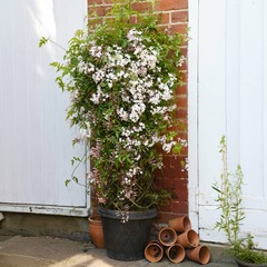 Jasmin starry® night - le pot / 1,5l / hauteur livrée 20-60cm