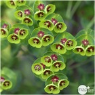 Euphorbia x martinii:pot 4l
