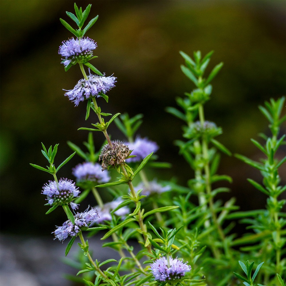 Menthe des cerfs - le pot / ø 9cm
