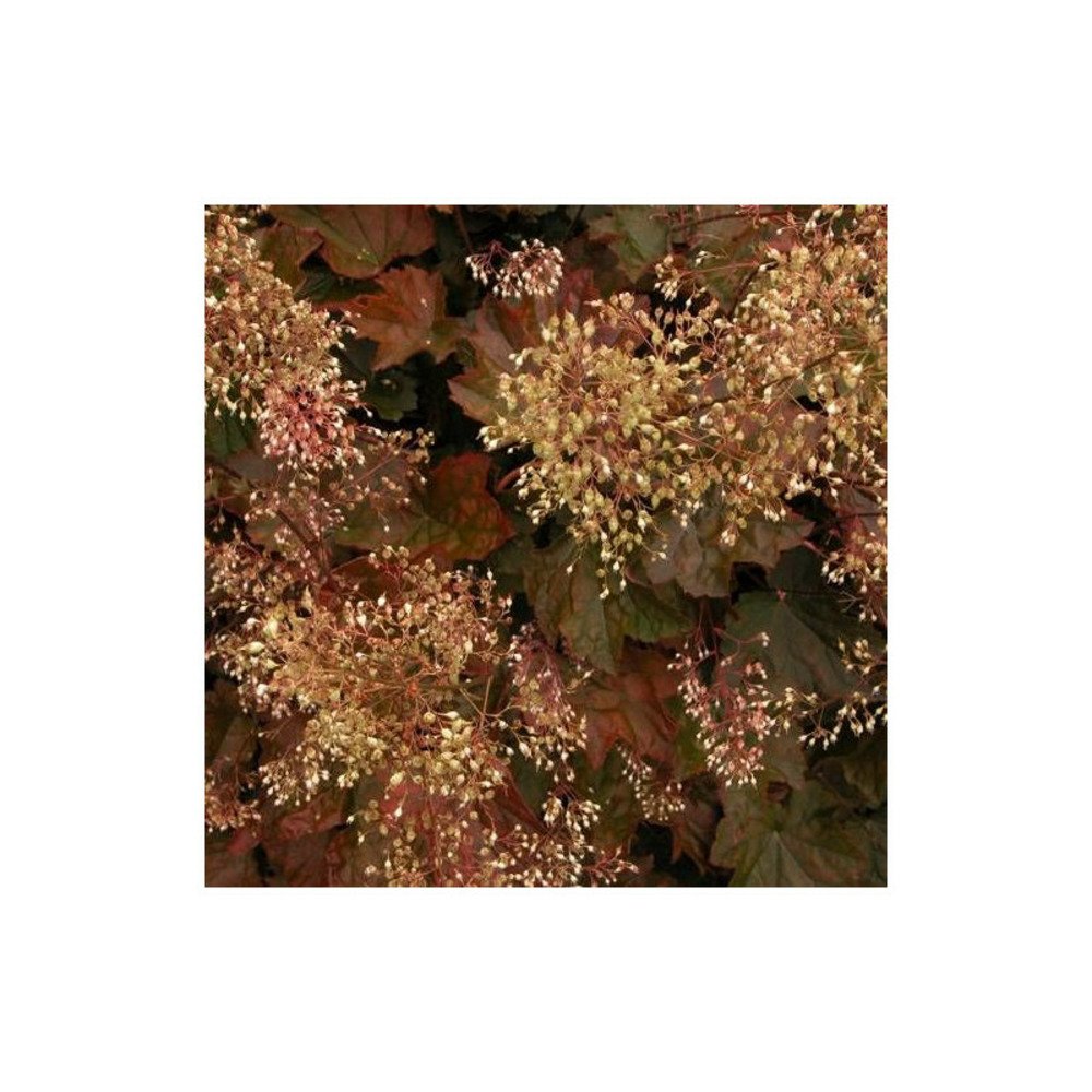 Heuchere palace purple godet - 5/20 cm