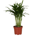 Plante d'intérieur - palmier areca 'dypsis' 35.0cm