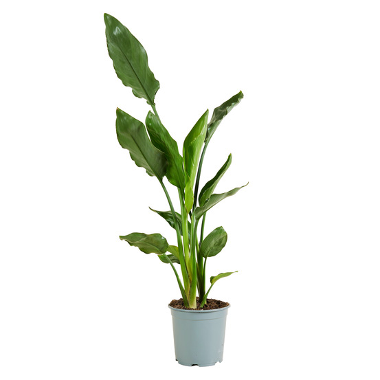 Strelitzia reginae - fleur oiseau du paradis - plantes d'intérieur - facile d'entretien - hauteur 60-80 cm - pot 19 cm
