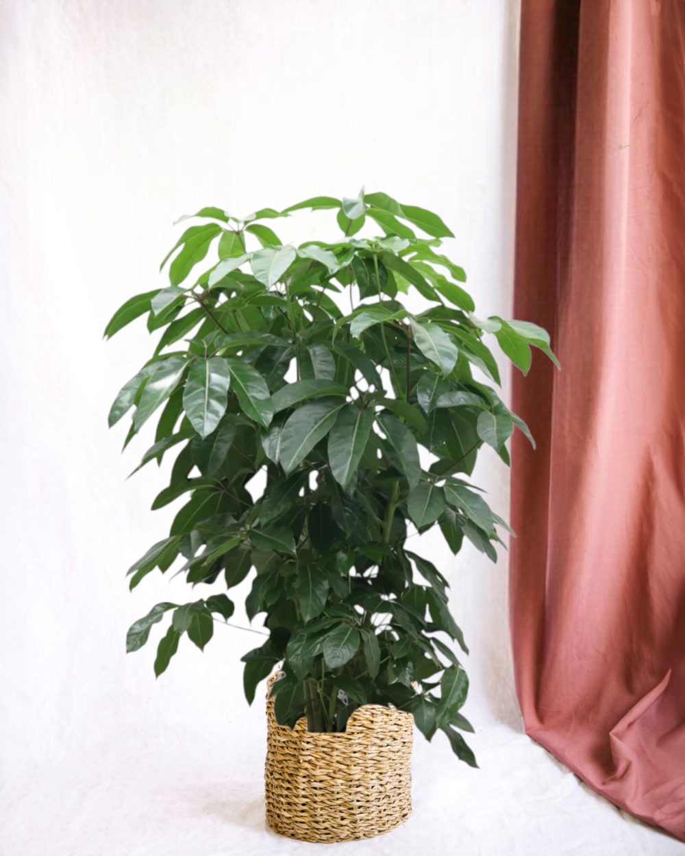 Schefflera Amate XL - 150cm  Grande plante d'intérieur populaire 